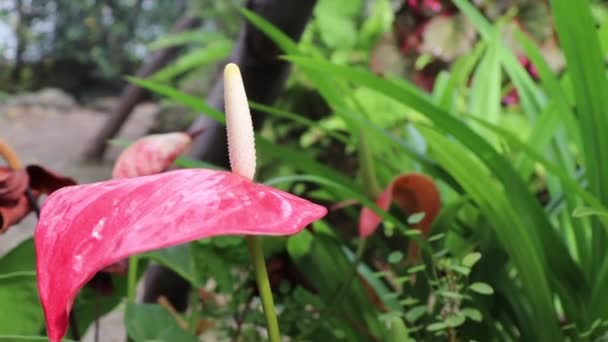 Ανθούριο Λουλούδι Ανθίζουν Στον Κήπο — Αρχείο Βίντεο