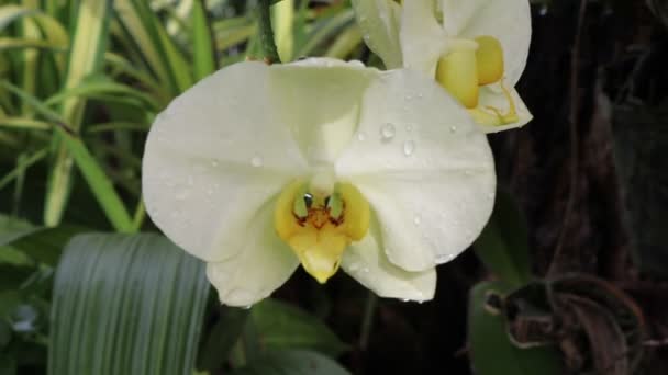 Orchidee Che Fioriscono Sull Albero — Video Stock