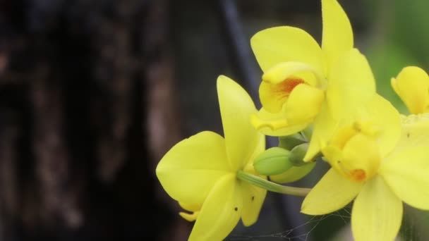 Orchidées Fleurissant Sur Arbre — Video