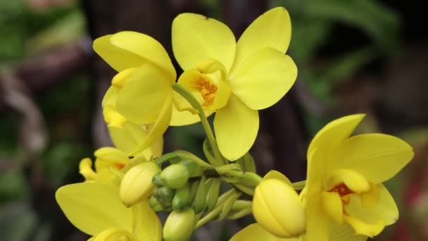 Ağaçta Çiçek Açan Orkideler — Stok video
