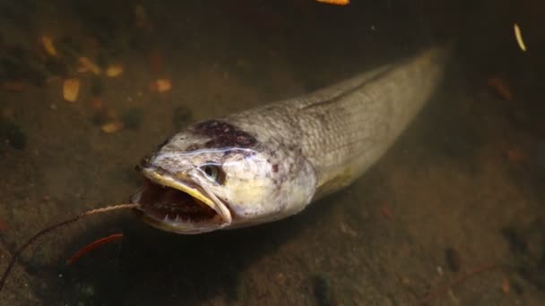 Tote Fische Einem Industriekanal — Stockvideo