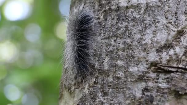 Eupterote Tertacea Pohon — Stok Video