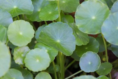 Centella asiatica büyüyor ve yeşil yaprak