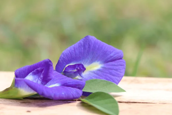 Flor Clitoria Ternatea Estão Florescendo — Fotografia de Stock