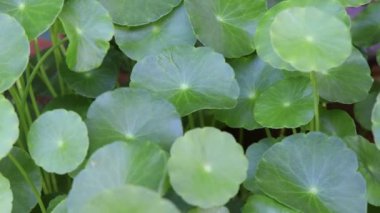 Centella asiatica büyüyor ve yeşil yaprak