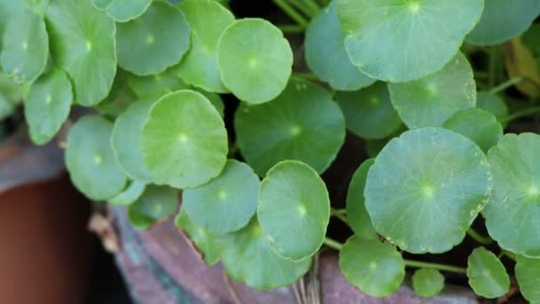 Centella Asiatica Растут Зеленый Лист — стоковое видео