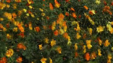 Turuncu Kozmos Sülfür Cav çiçeği açıyor.