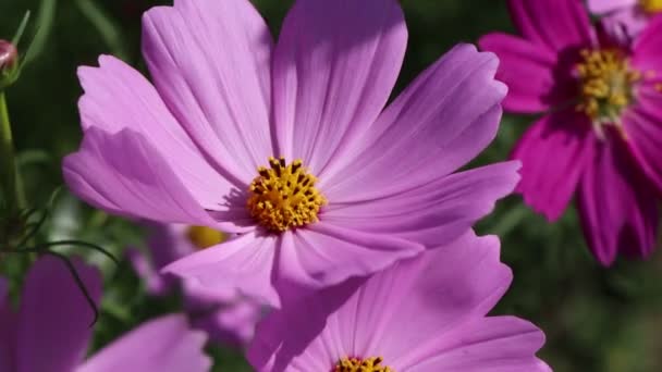 Cosmos Sulfúrico Cav Flor Estão Florescendo Durante Dia — Vídeo de Stock