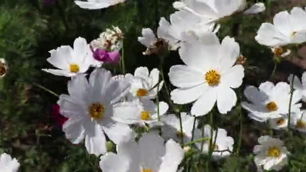 Cosmos Sulfúrico Cav Flor Estão Florescendo Durante Dia — Vídeo de Stock