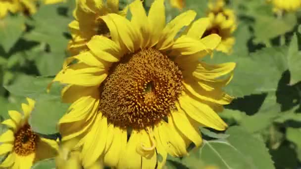 Girasol Están Floreciendo Mañana Luz Del Sol — Vídeo de stock