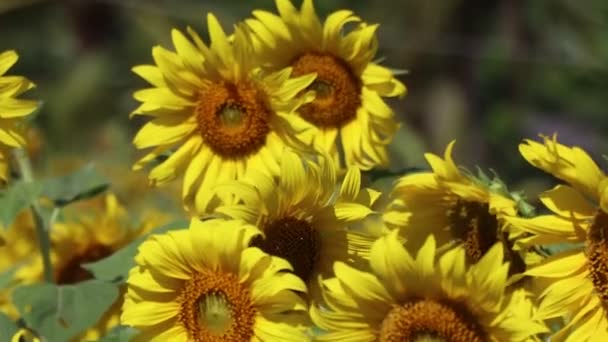 Sonnenblumen Blühen Morgen Und Sonnenlicht — Stockvideo