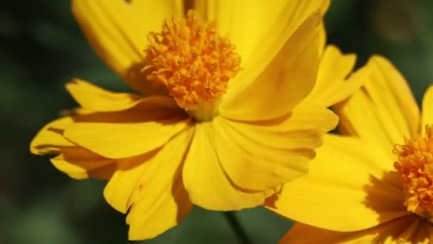 Laranja Cosmos Sulfato Cav Flor Estão Florescendo — Vídeo de Stock