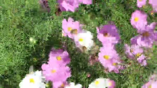 Cosmos Sulfúrico Cav Flor Estão Florescendo Durante Dia — Vídeo de Stock