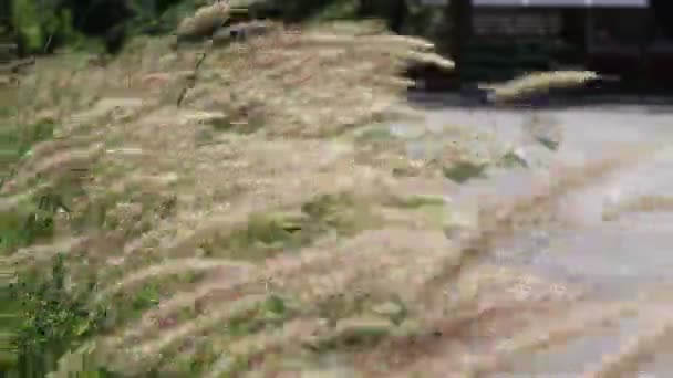 Flores Grama Estão Florescendo Dia Manhã — Vídeo de Stock