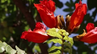 Kırmızı Spatodea campanulata Beauv çiçeği açıyor. 