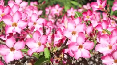 Bahçede pembe Adenyum obesum çiçeği açıyor. 