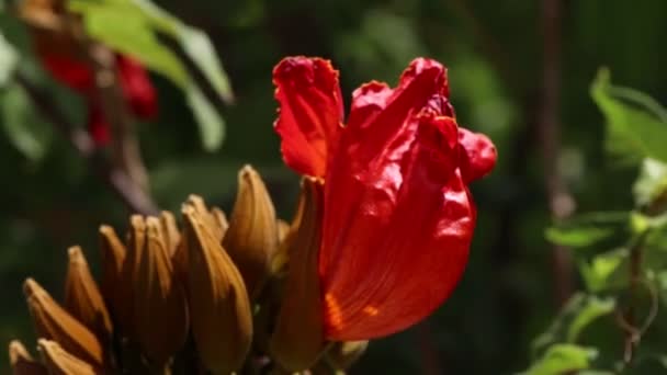 Flor Vermelha Spathodea Campanulata Beauv Estão Florescendo — Vídeo de Stock