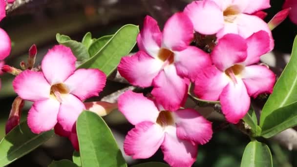 Ροζ Λουλούδι Adenium Obesum Ανθίζουν Στον Κήπο — Αρχείο Βίντεο