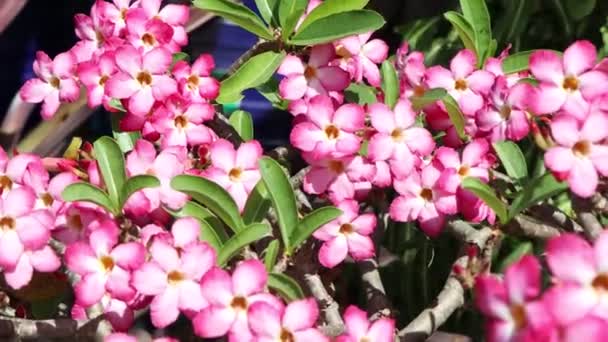 Rosa Adenium Obesum Flor Estão Florescendo Jardim — Vídeo de Stock