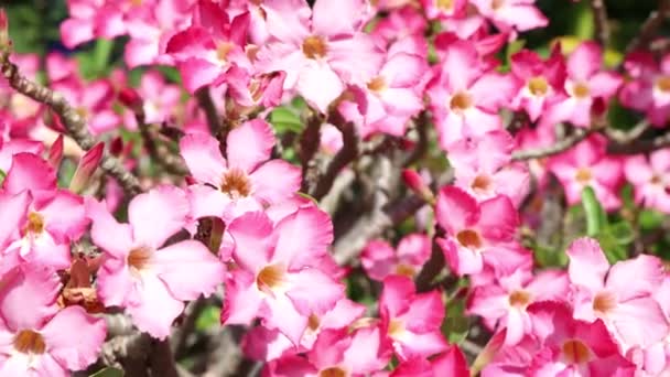 Fleur Rose Adenium Obesum Fleurissent Dans Jardin — Video