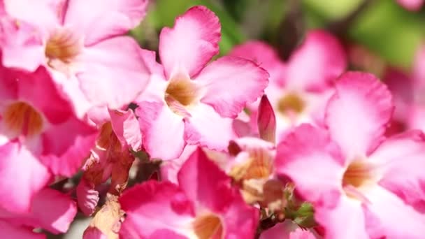 Pink Adenium Obesum Flower Blooming Garden — Stock Video