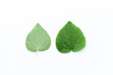 Peperomia pellucida beyaz arka planda