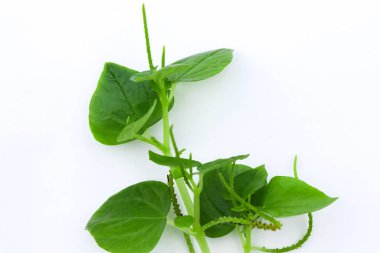 Peperomia pellucida beyaz arka planda