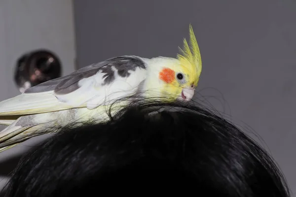 Cockatiel Uccello Guancia Rossa Stato Catturato Sulla Testa — Foto Stock