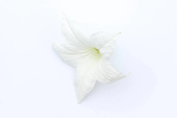 Coccinia Grandis White Background — Stock Photo, Image