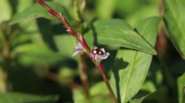Vietnam kişniş çiçeği açıyor.