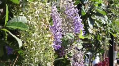 Petrea hacim çiçekleri bahçede çiçek açıyor.