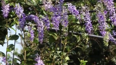 Petrea hacim çiçekleri bahçede çiçek açıyor.