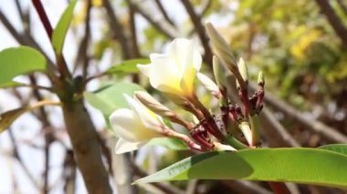 Beyaz Plumeria çiçeği açıyor.