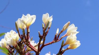 Beyaz Plumeria çiçeği açıyor.