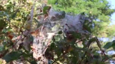 Ağaçlardaki örümcek ağı 