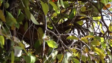 Ağaçların tepesinde Dendrophthoe pentandra