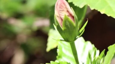 Hibiscus rosa-sinensis çiçeği bahçede çiçek açıyor.