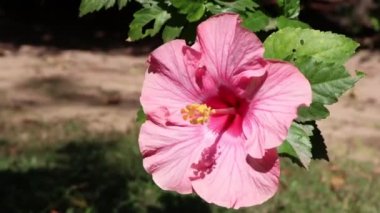 Hibiscus rosa-sinensis çiçeği bahçede çiçek açıyor.