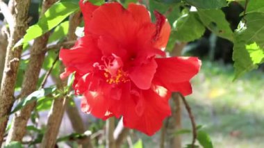 Hibiscus rosa-sinensis çiçeği bahçede çiçek açıyor.