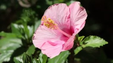 Hibiscus rosa-sinensis çiçeği bahçede çiçek açıyor.