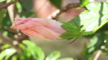 Hibiscus rosa-sinensis çiçeği bahçede çiçek açıyor.