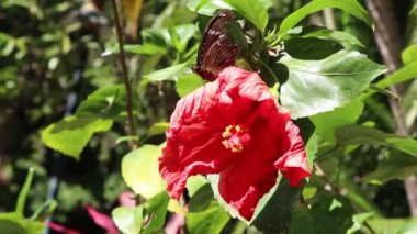 Hibiscus rosa-sinensis çiçeği bahçede çiçek açıyor.