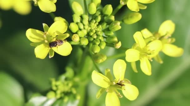 Brassica Rapa Fleur Fleurissent Dans Jardin — Video