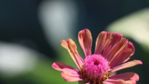 Mexikanische Sonnenblumen Blühen Garten — Stockvideo