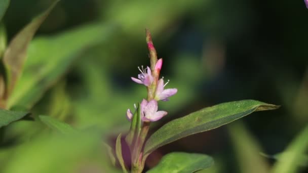 Fleur Coriandre Vietnamienne Fleurit — Video