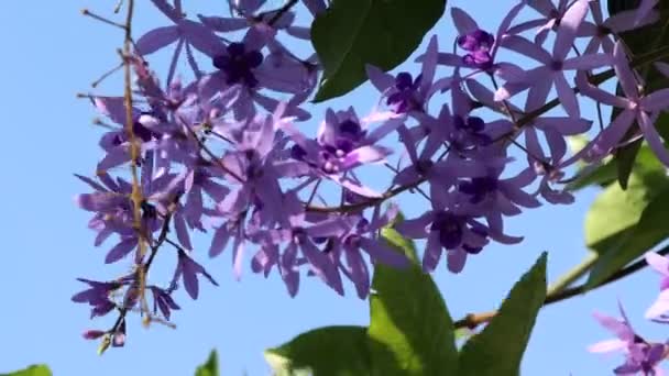庭にはPetrea Volubilis花が咲いています — ストック動画