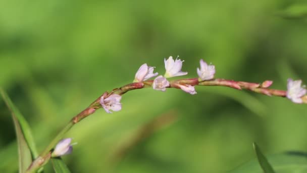 Vietnamesische Korianderblume Blüht — Stockvideo