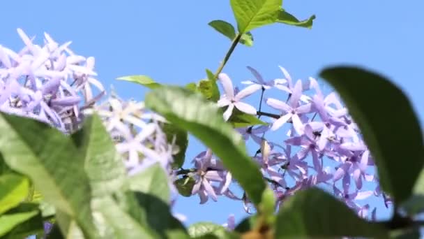 Petrea Volubilis Kwiat Kwitną Ogrodzie — Wideo stockowe