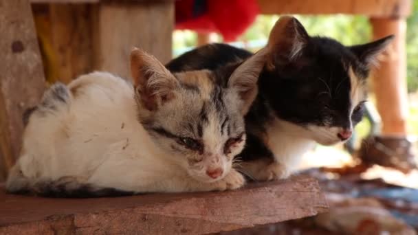 Милые Котята Голодные Бедные — стоковое видео
