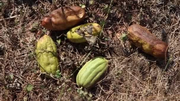 Luffa Cylindrica Dör Grund Det Varma Vädret — Stockvideo